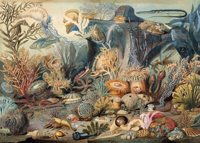 Vintage Marine Life - 500/1000 PCS Wooden Jigsaw Puzzle - | TreeletPuzzle | High - Quality 1000 - Piece Wooden Puzzle